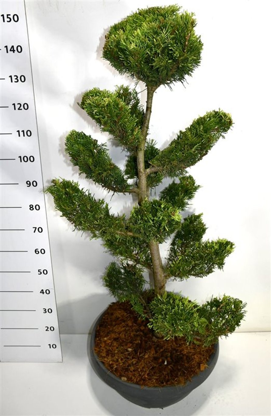 Cupressocyparis l. 'Gold Rider' - 100-125 CM Bonsai Cont.